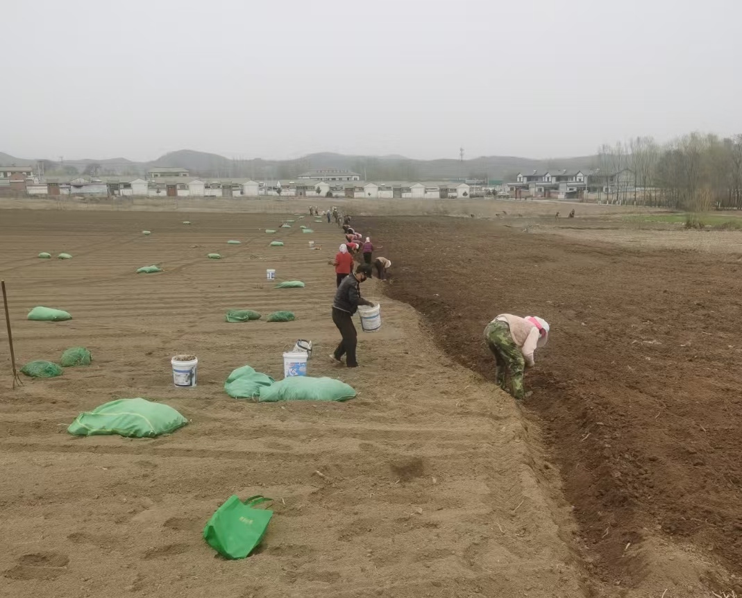 科技赋能　华亭中药材种植亮点满满