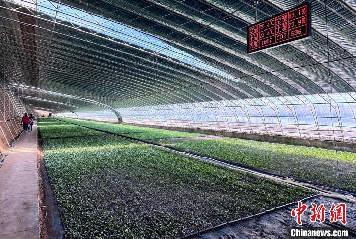 图为四月上旬,甘肃定西市安定区种苗繁育中心。高展 摄