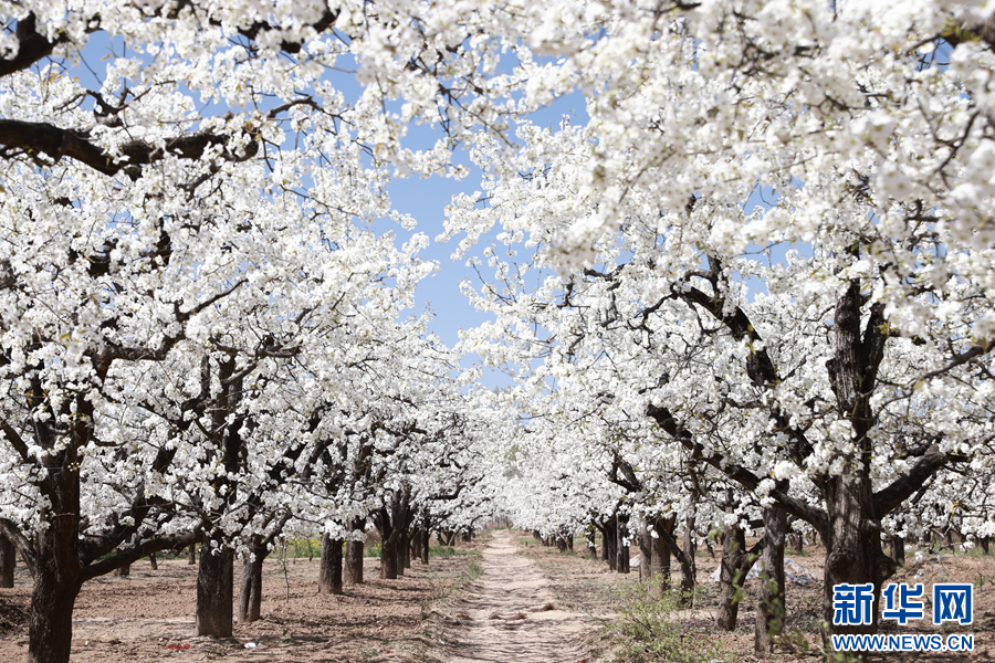 4月6日，河南省内黄县东庄镇西野庄村梨园内盛开的梨花。