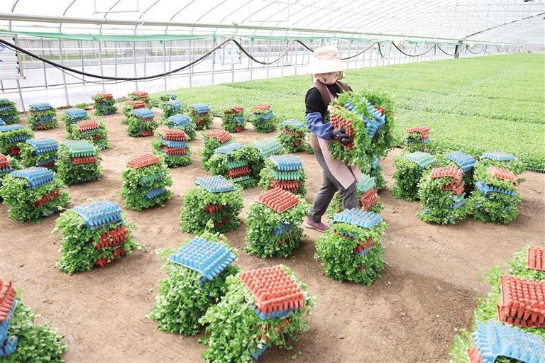 4月1日，在榆中县金崖镇的甘肃鑫通源农业科技有限公司育苗基地，工作人员在搬运种植大户采购的蔬菜种苗，准备装车。新华社照片