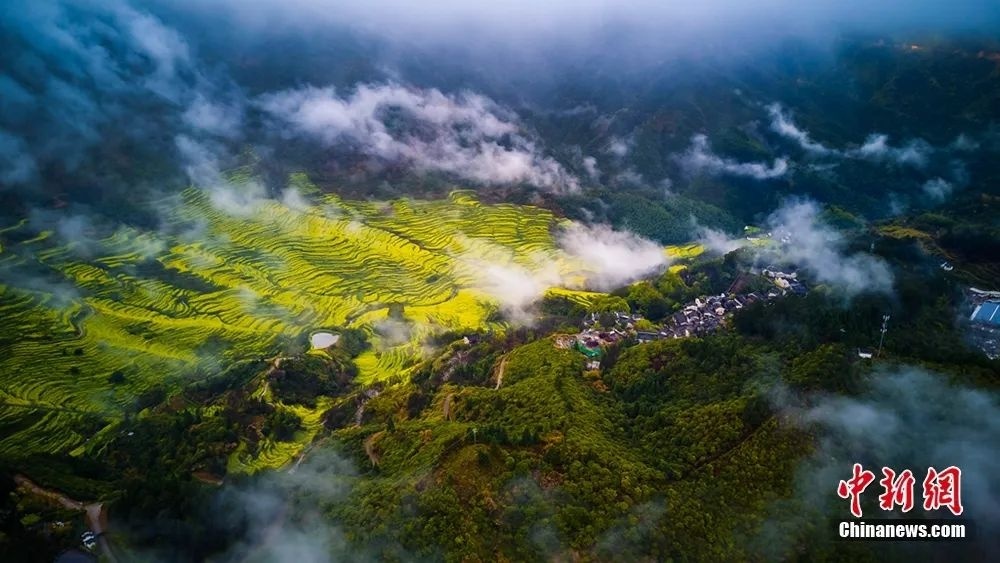 江西婺源油菜花海迎春綻放。篁嶺景區(qū)供圖