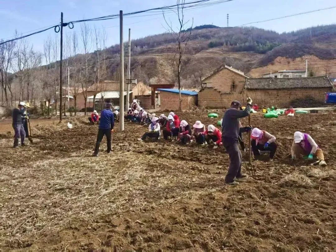一株草药种出百姓致富千金方　华亭村集体经济"壮"起来