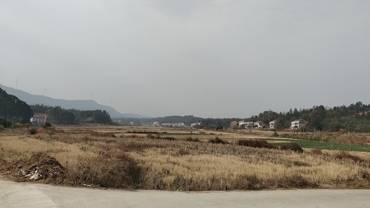 曹政伟：满身泡桐花