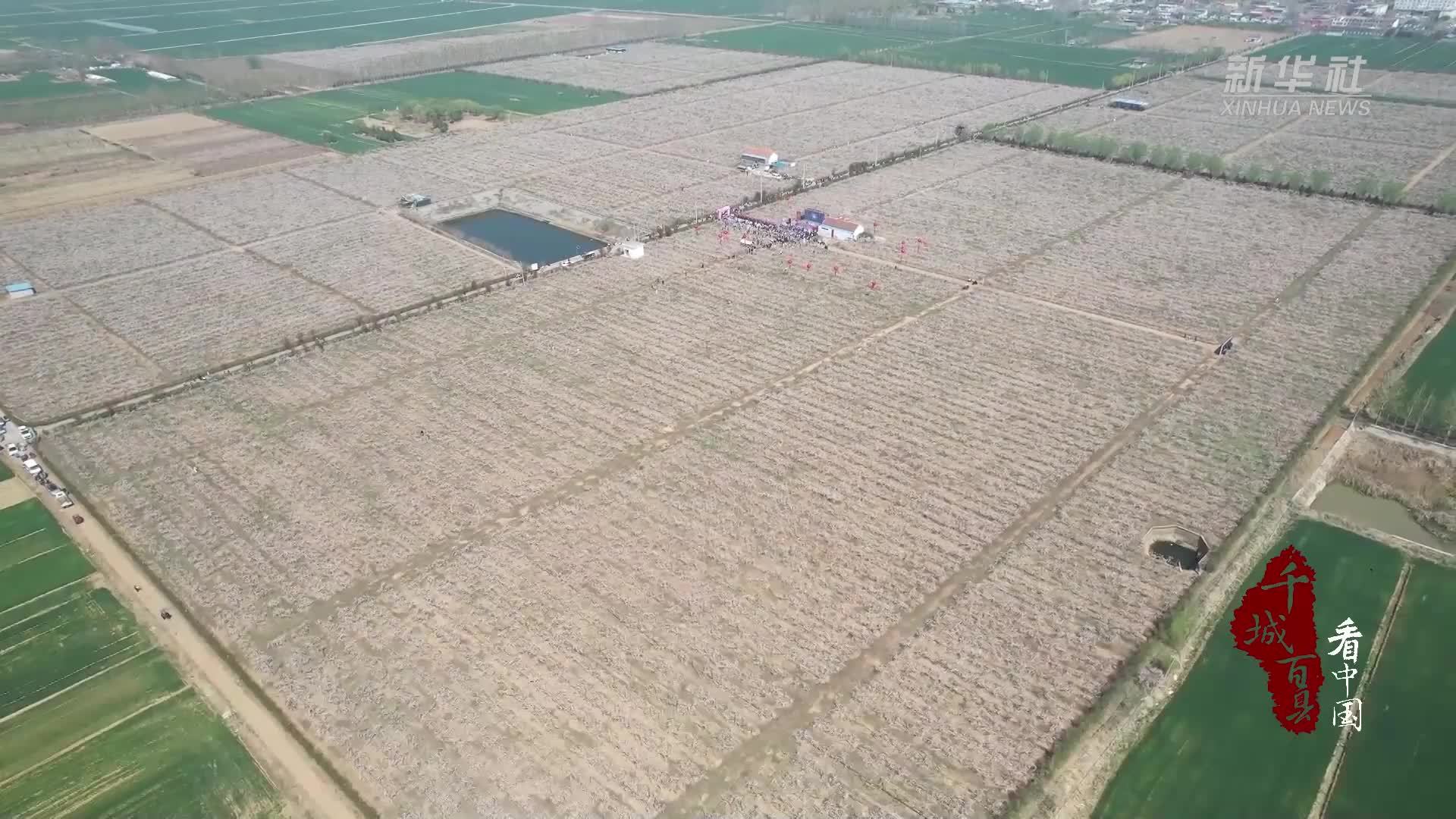 千城百县看中国｜山东临沭：畅游店头 十里桃花