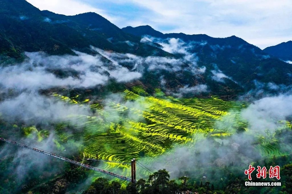 江西婺源油菜花海迎春綻放。篁嶺景區(qū)供圖