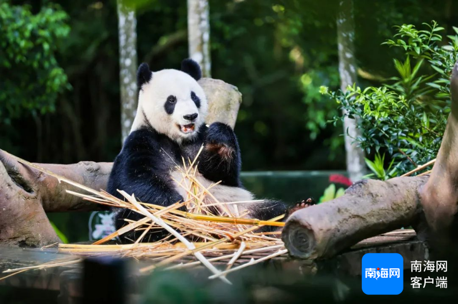 海南热带野生动植物园大熊猫。海口市旅文局供图