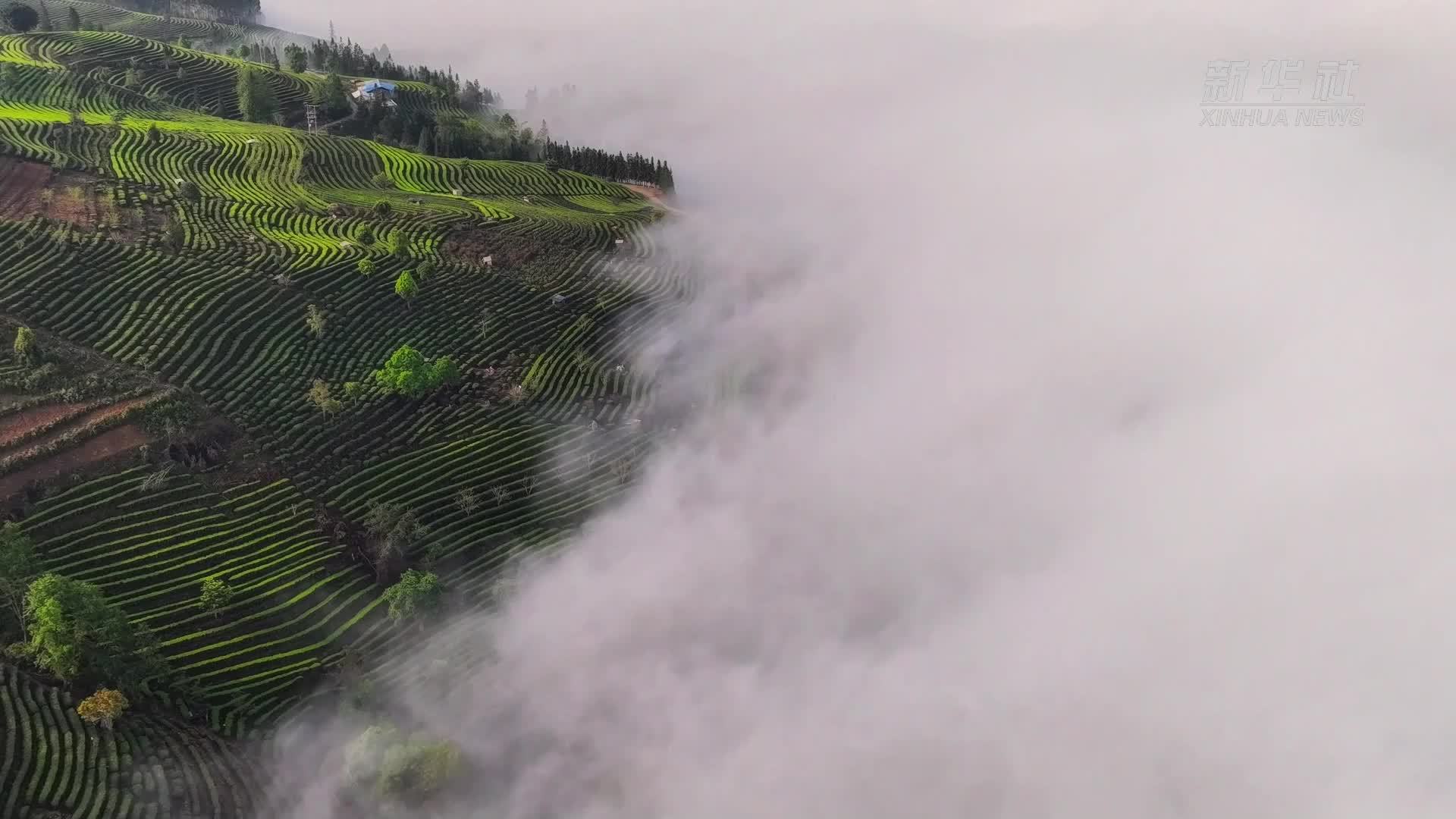 千城胜景｜云南墨江坝溜镇茶山：雨后初霁 美如仙境