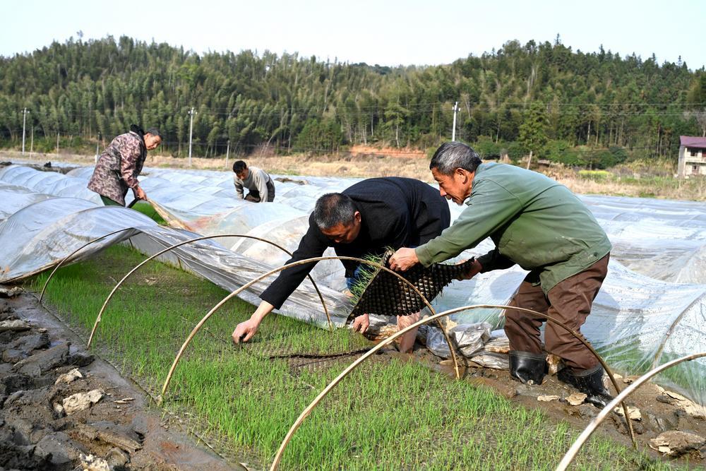 4月2日，奉新县上富镇湖东村，农民在管护早稻秧苗。（杨 俊 邓建刚 摄）