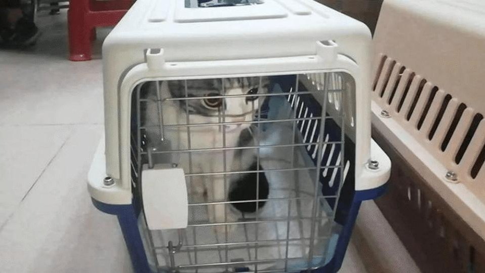 高铁宠物托运被吐槽收费高，试点期间起步价360元，中铁快运：已包含多项费用