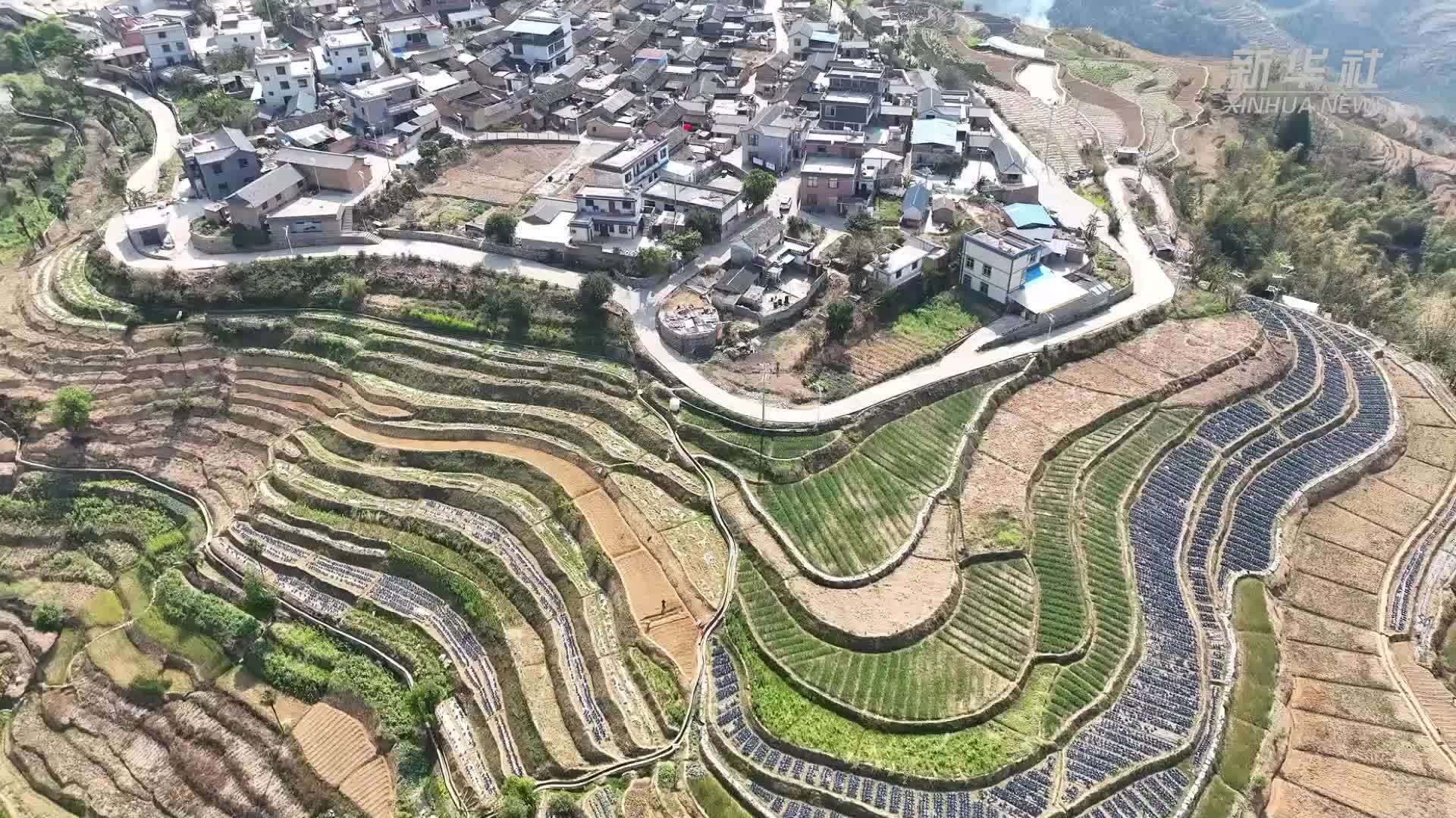 云南墨江克曼村“紫色产业”丰收