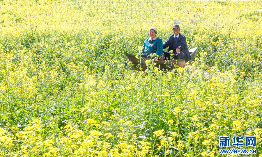 游客在封丘县陈桥湿地的油菜花观赏区游玩。