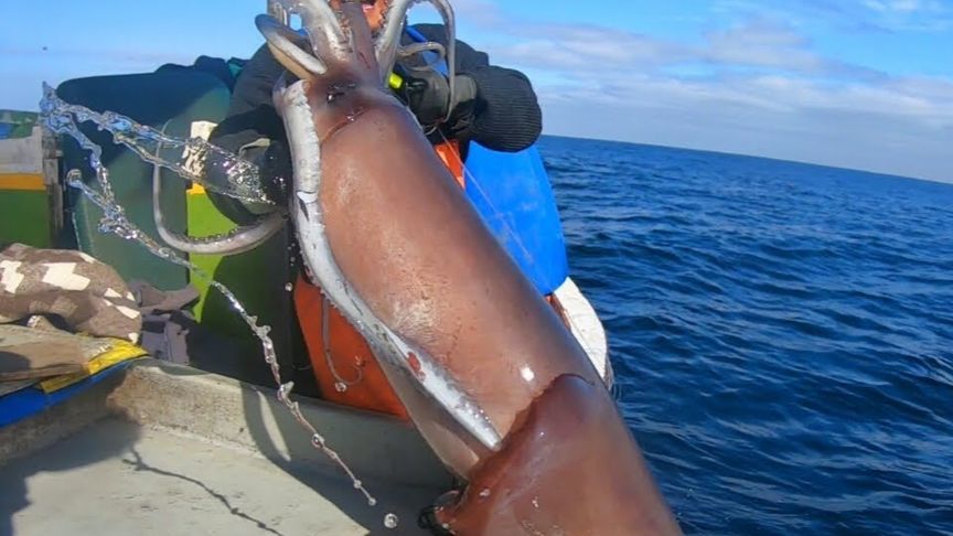 南美赶海抓巨型鱿鱼，接近两米长五十斤的鱿鱼，被渔民抓了直接刺身，鲜美