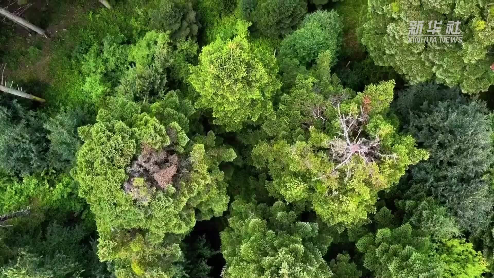 公益微视频｜森林防火“十不要”牢记于心很重要