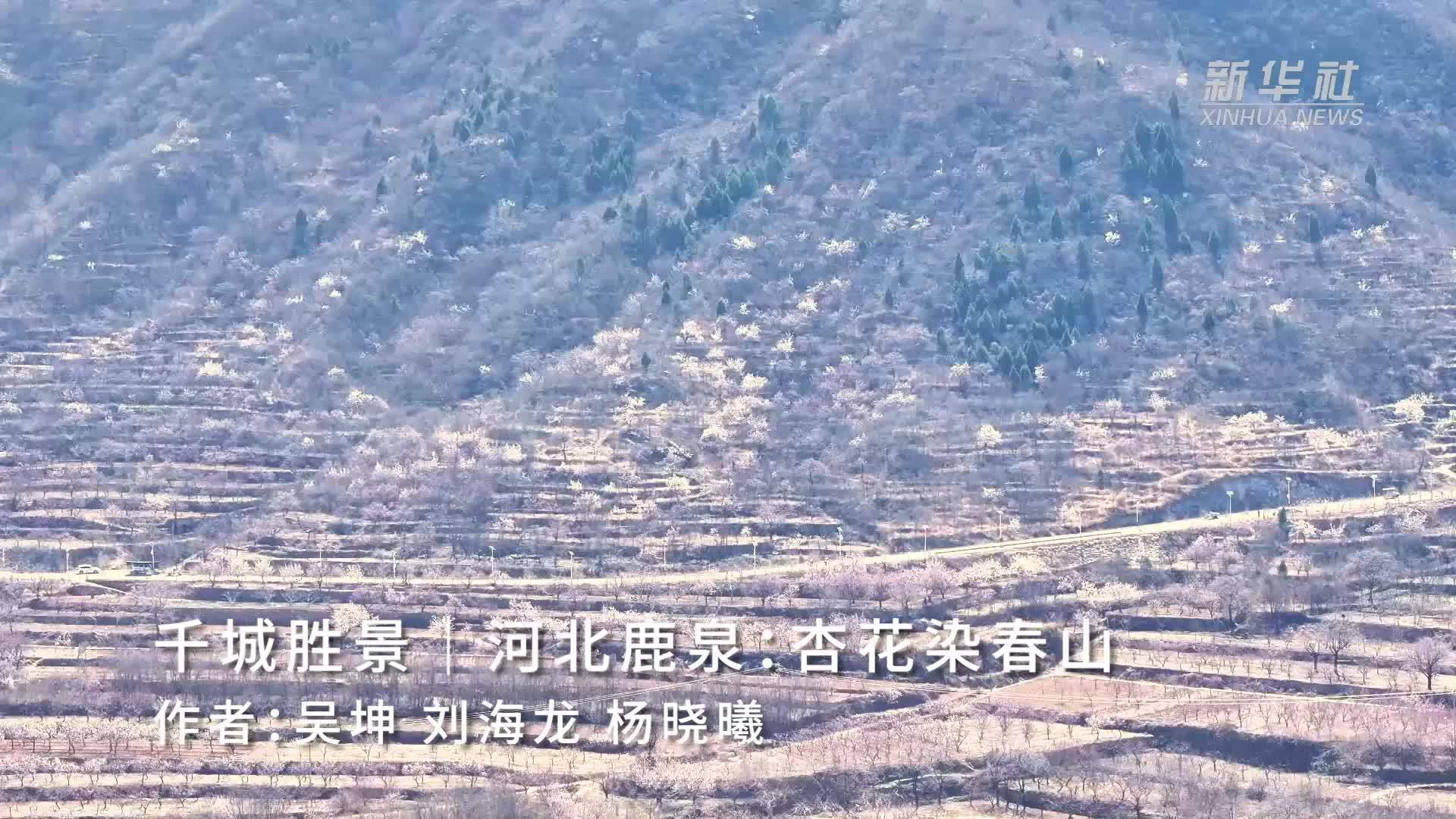 千城胜景｜河北鹿泉：杏花染春山
