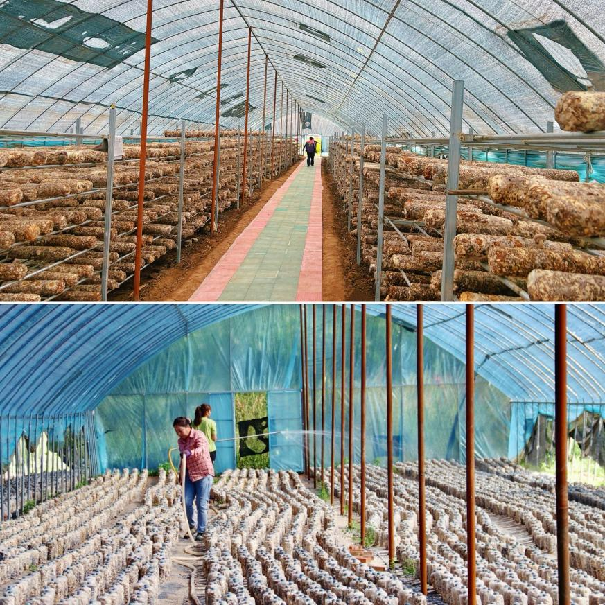 大棚奏响春之曲　华亭“蘑”力不可“菇”量