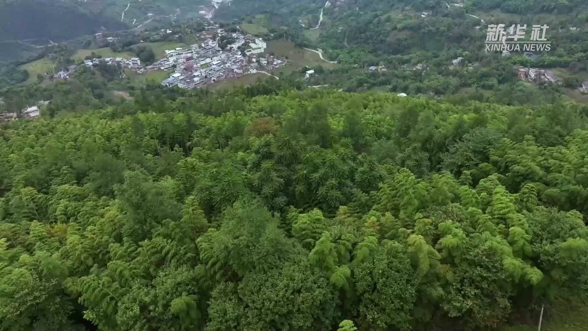 无人机吊运助力云南绥江竹资源“出山”