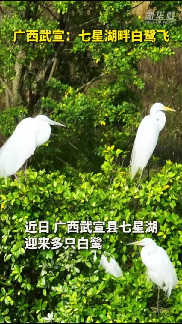 秀我中国｜广西武宣：七星湖畔白鹭飞
