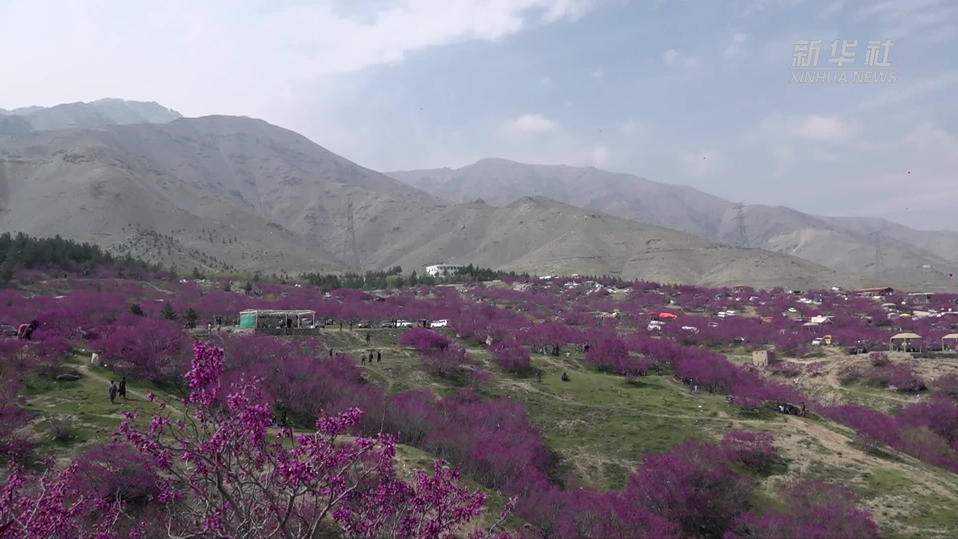 探访阿富汗的“紫色山丘”古尔贡迪山