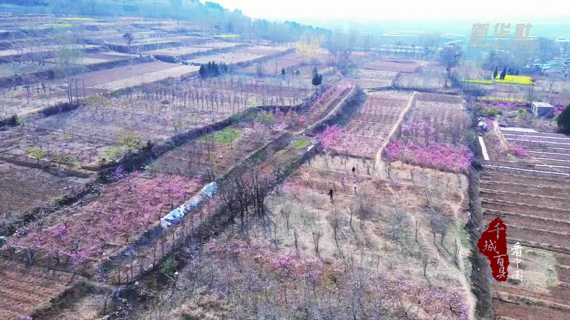 千城百县看中国｜食鲁味：春食香椿正当时