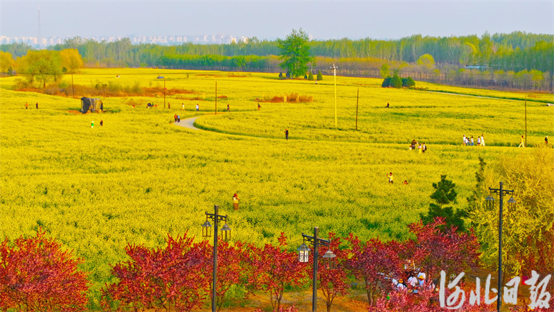 满目金黄引客来3.jpeg