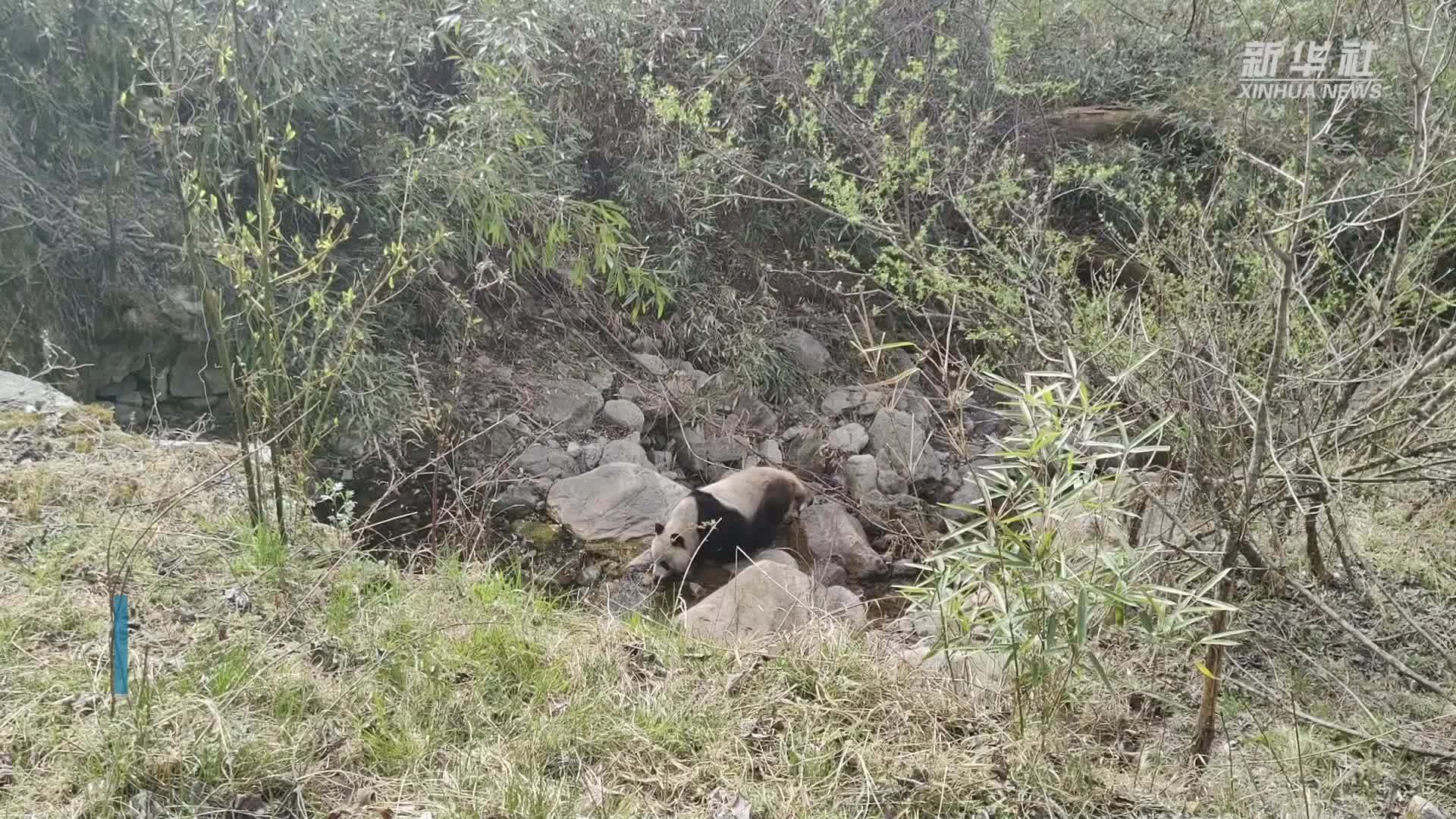 陕西长青保护区工作人员一天偶遇2只大熊猫