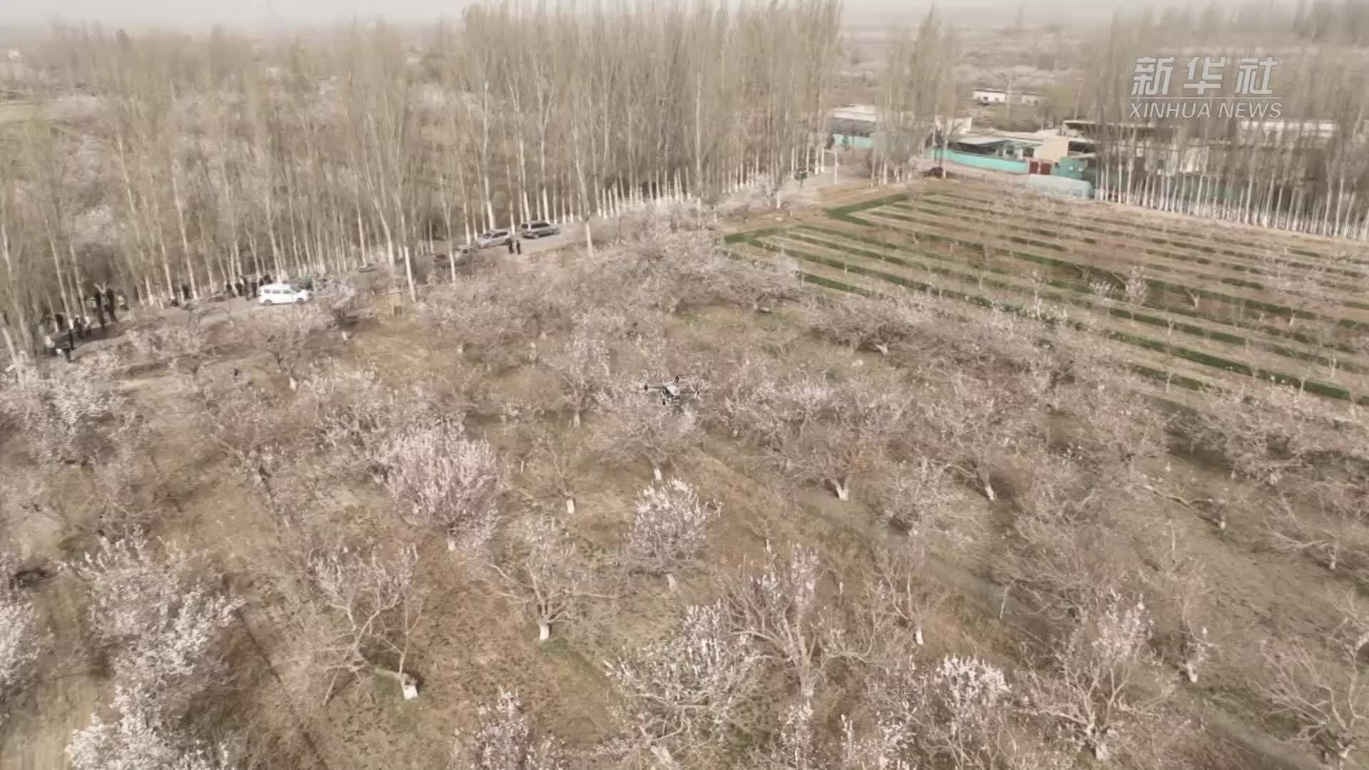 天山南北·驼铃新声丨新疆轮台县：“机器蜜蜂”助力8万亩白杏授粉