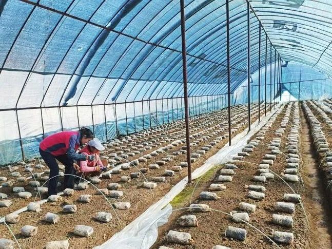 大棚奏响春之曲　华亭“蘑”力不可“菇”量