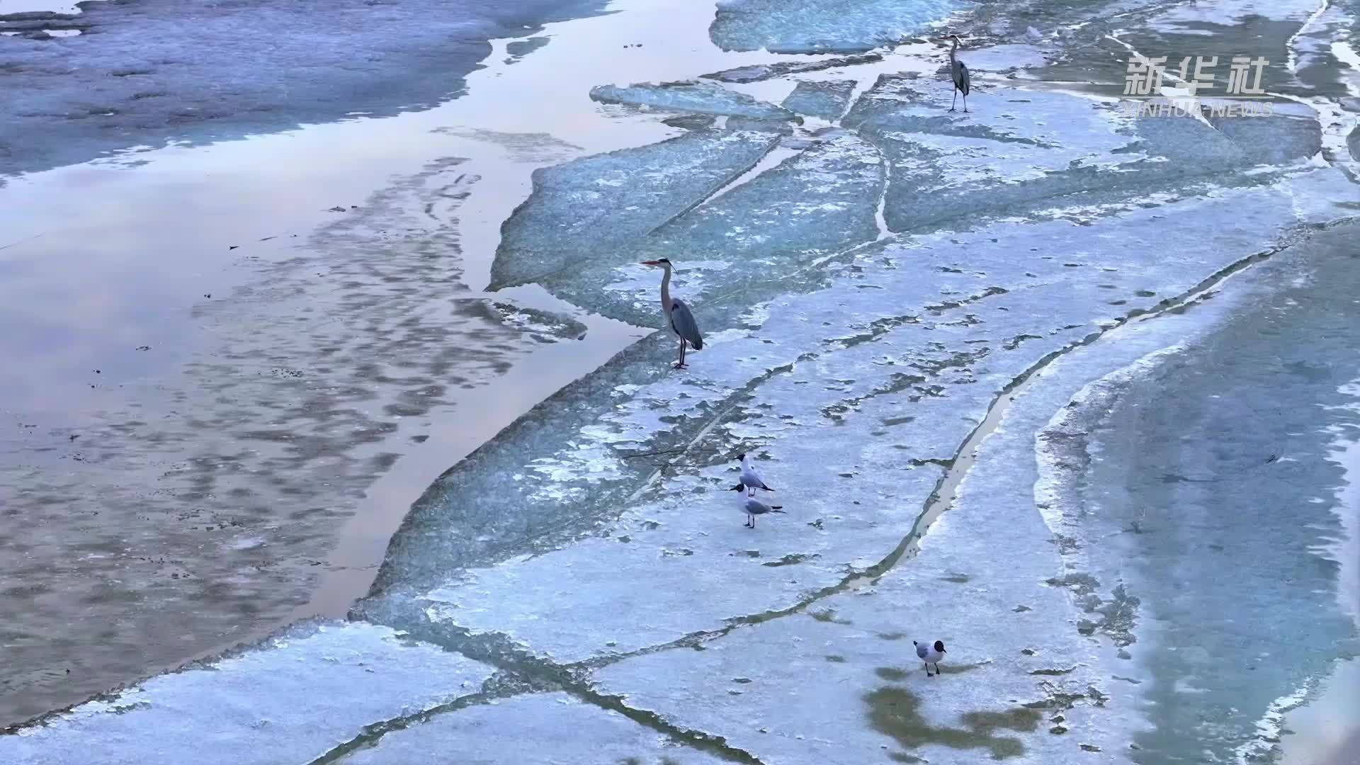 黑龙江：候鸟北归 绘就水墨画卷