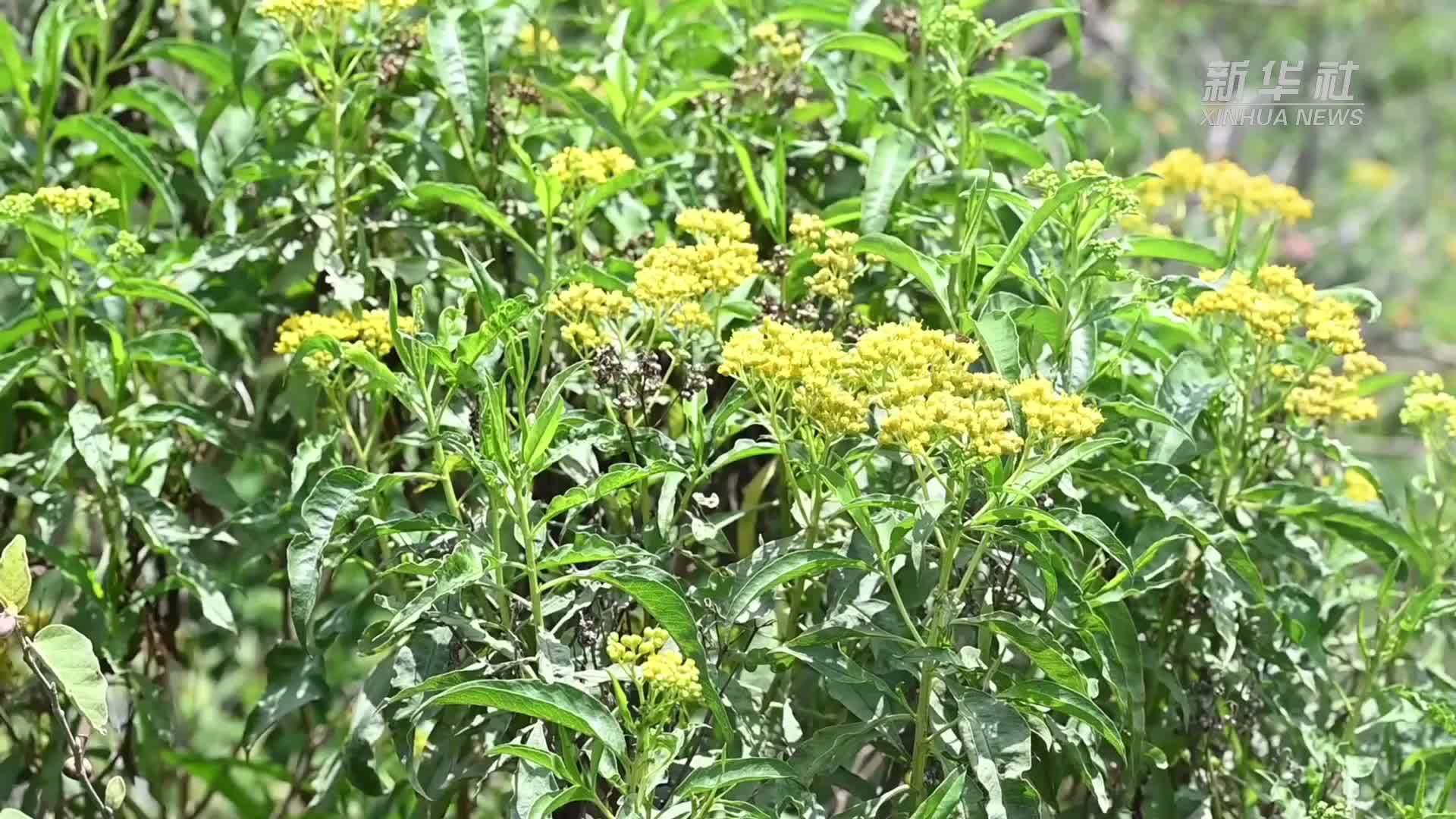 牵手非洲 拥抱“绿能”——探访非洲首座地热电站升级改造项目