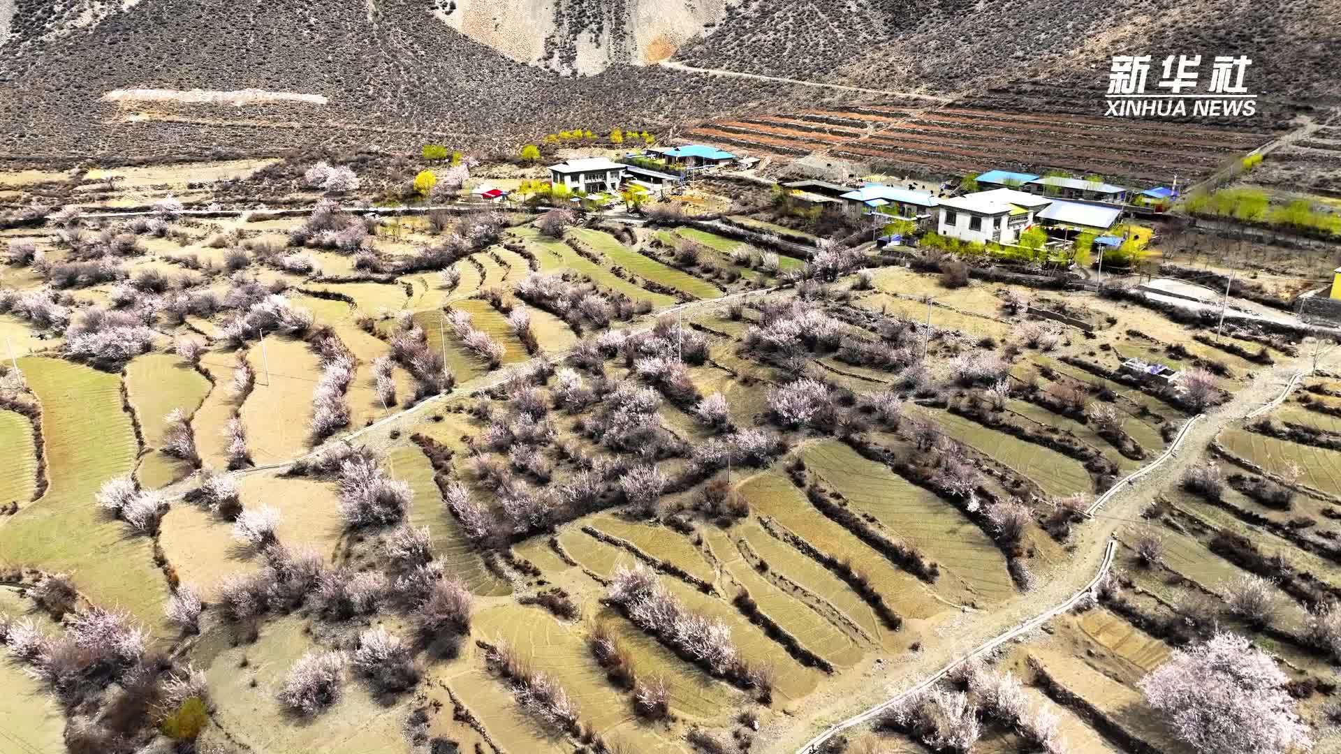 西藏昌都：隐秘山谷里的春日盛景