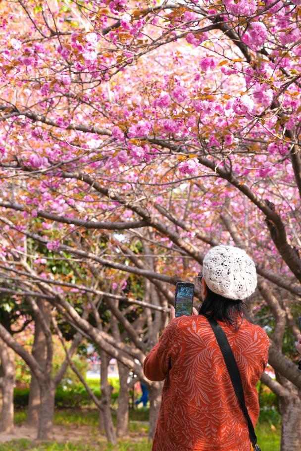 繁花沉甸甸压弯枝头如粉蝶，市民忙拍照，留存春日美好。丁敏航 摄