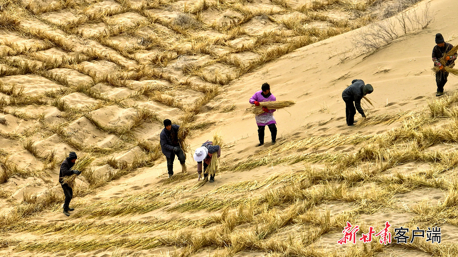 3月13日，高台县黑泉镇西沙窝“三北”工程防沙治沙项目现场，数百名“绿色使者”铺草压沙、挥锹栽苗，为沙漠“锁边”给“黄龙”系上“绿围脖”。新甘肃&middot;甘肃日报通讯员　王将　刘秉刚