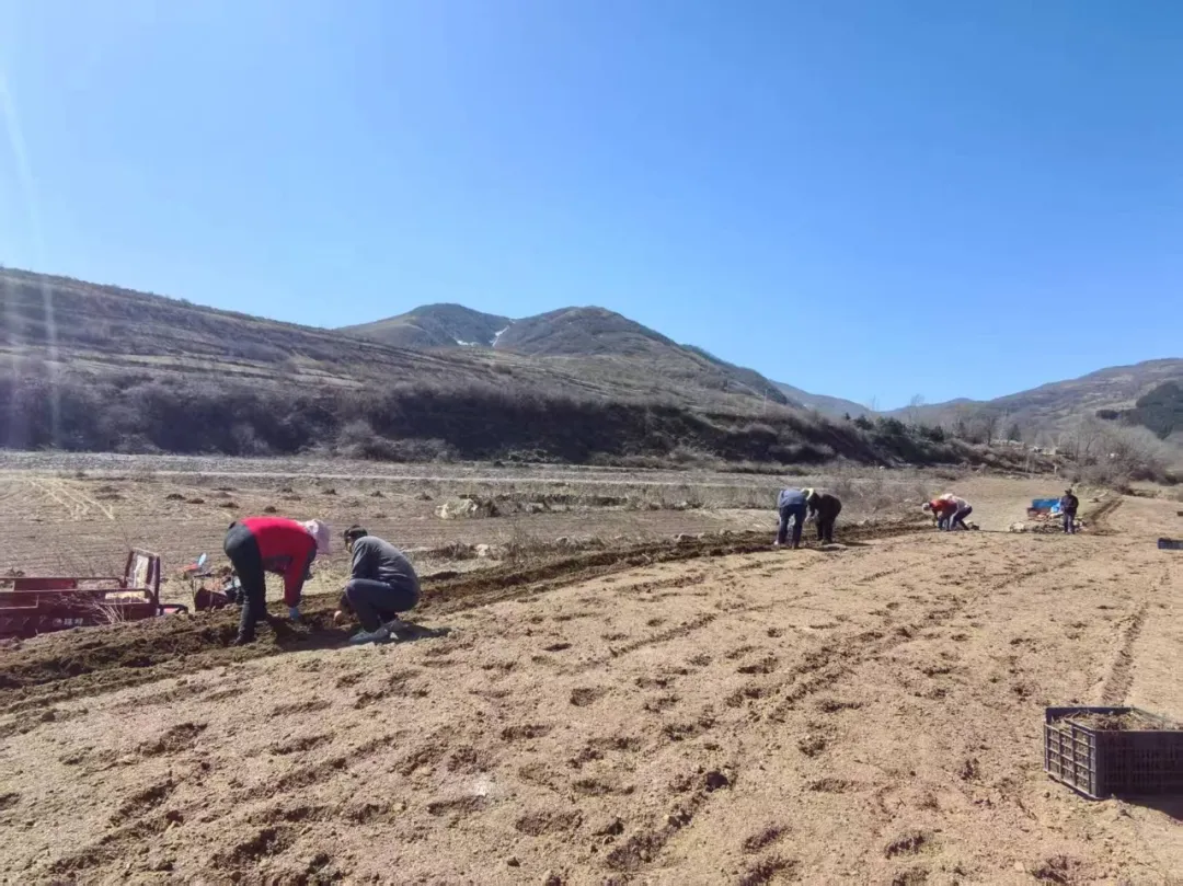 华亭春耕“药”事：构建种植加工销售全链条增收体系