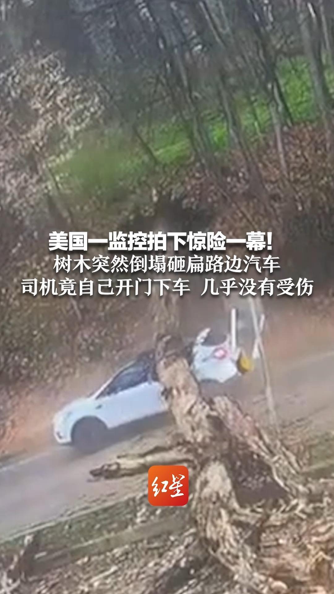 美国一监控拍下惊险一幕！树木突然倒塌砸扁路边汽车 司机竟自己开门下车 几乎没有受伤