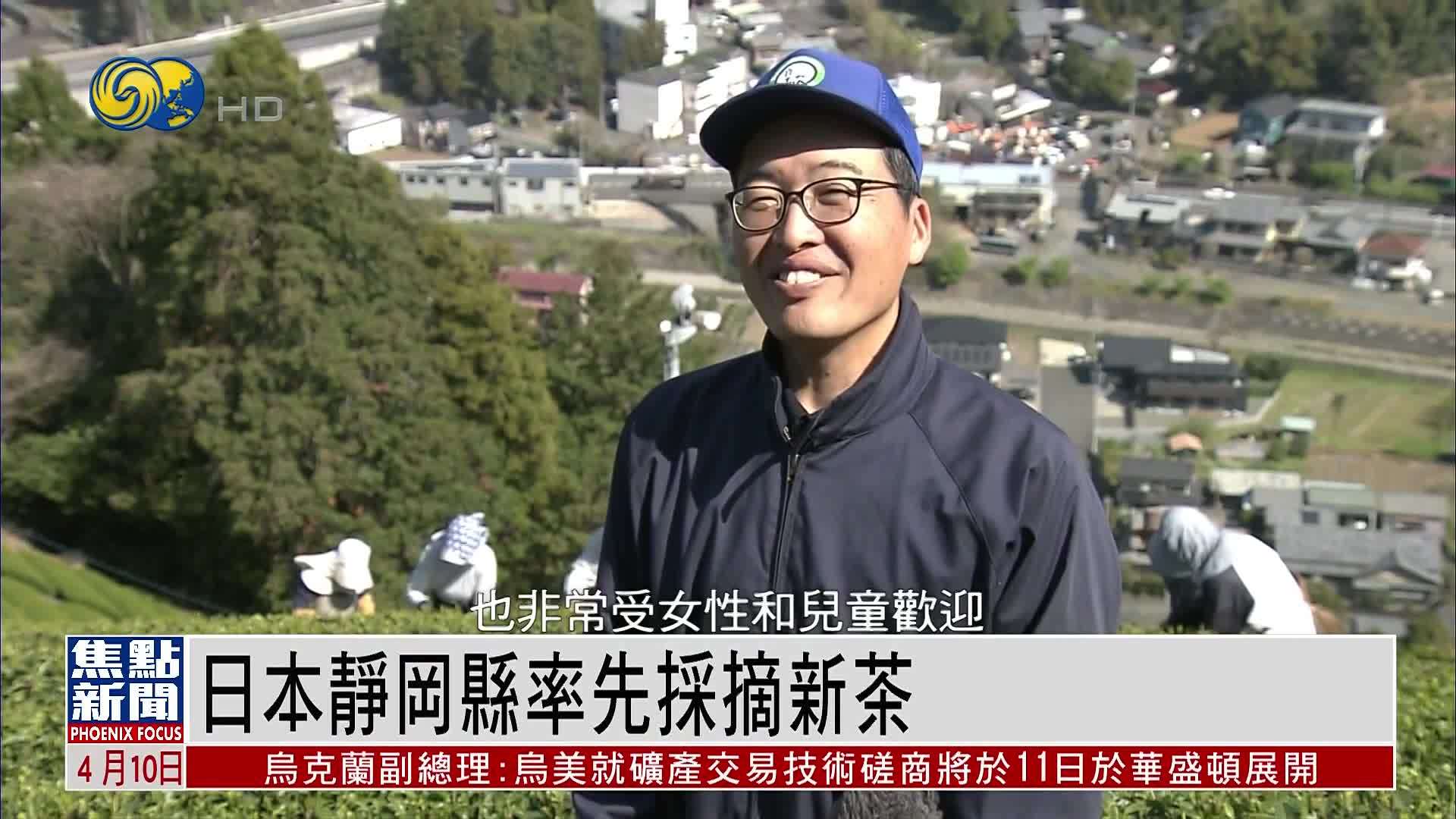 日本静冈县率先采摘新茶