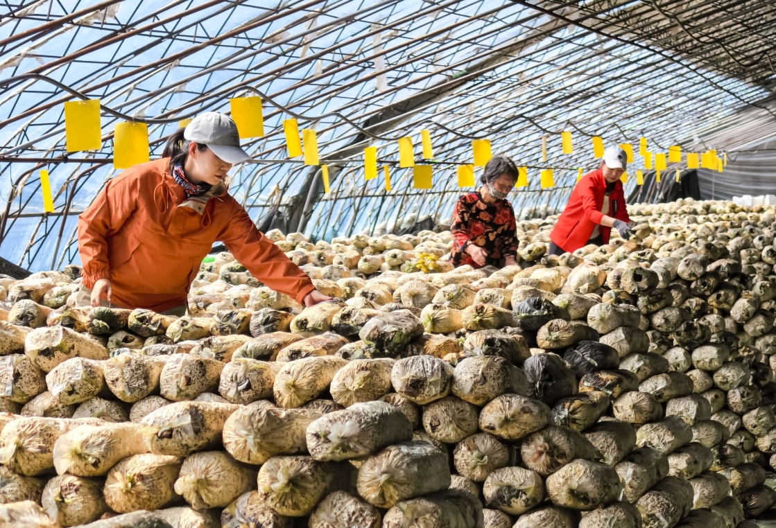 吉林市丰满区小蘑菇大产业