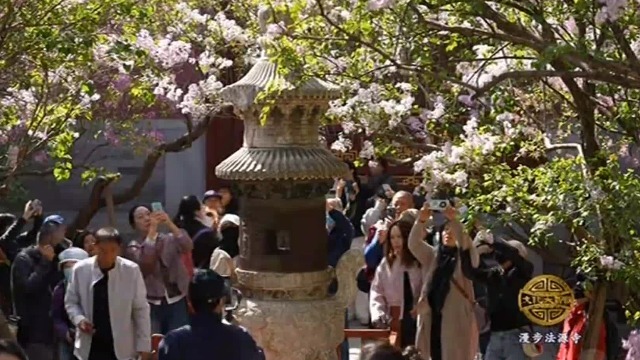 法源寺不止有历史，还有一片“香雪海”，这里还住过一位“最牛北漂”