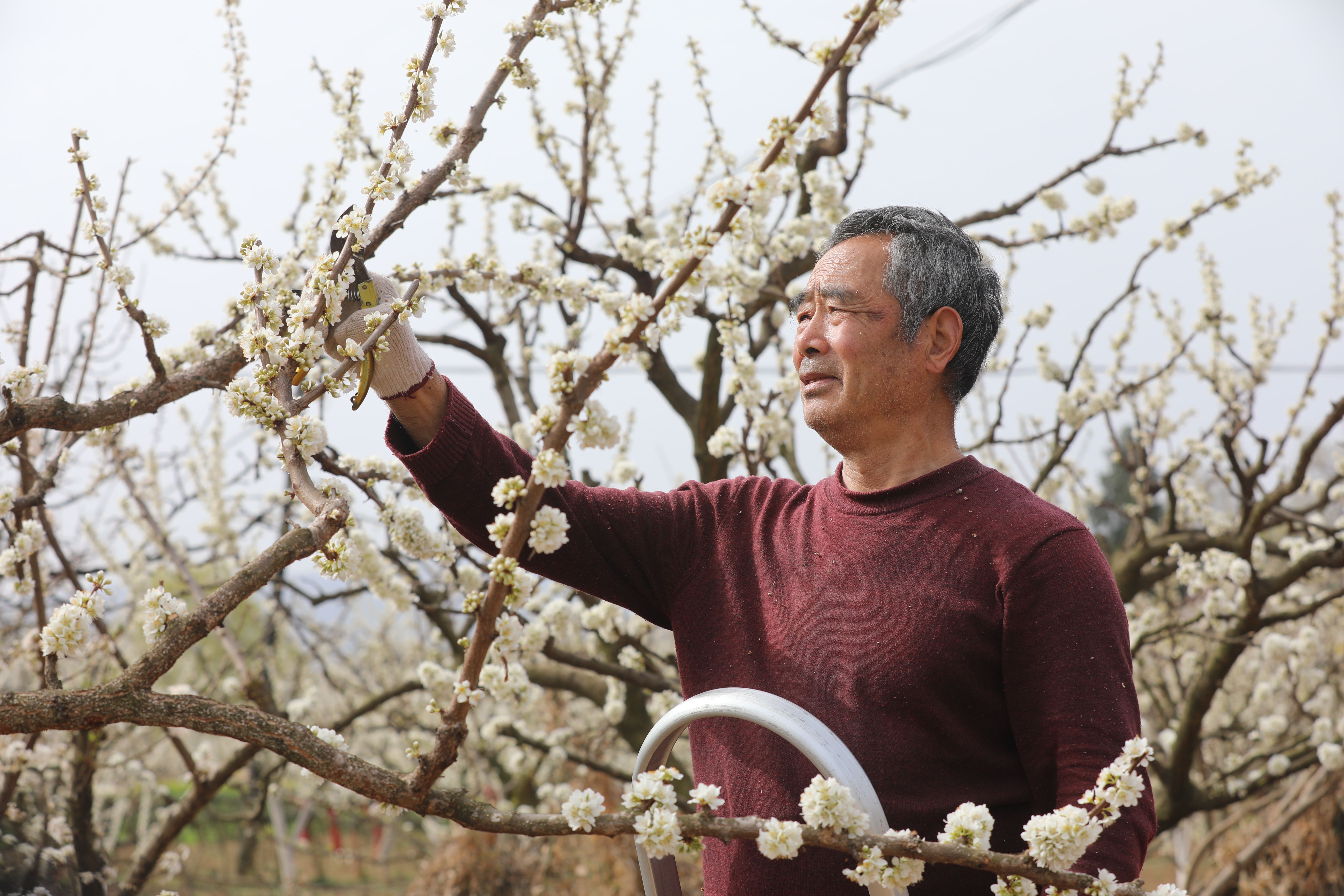 村民为李子树剪枝