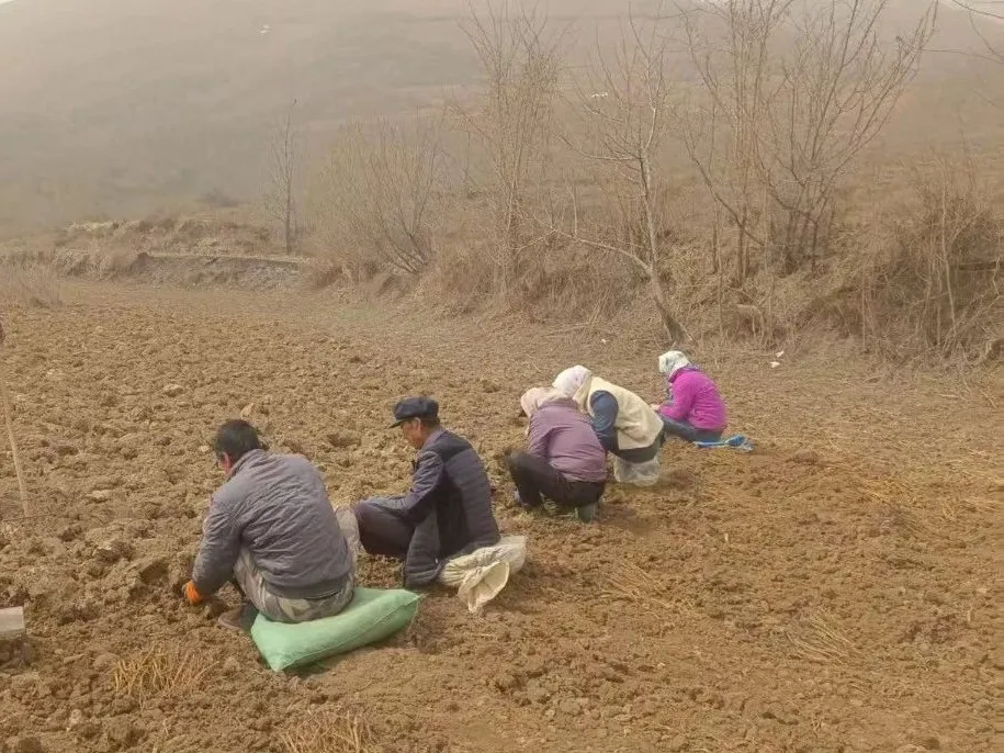 华亭春耕“药”事：构建种植加工销售全链条增收体系