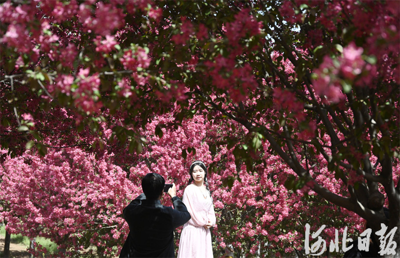 海棠花开醉游人3.jpeg