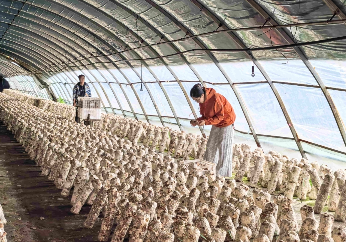 吉林市丰满区小蘑菇大产业