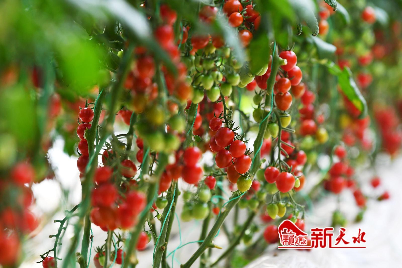 每一颗小番茄都是共同致富的希望