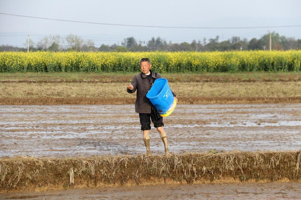 奉新县农牧渔场园艺二分场，村民正在播撒早稻种子。（邓建刚 张 磊 摄）