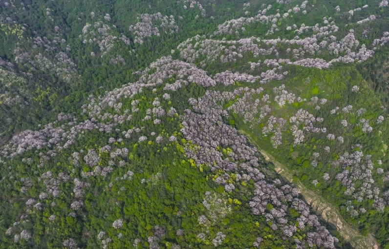 九江湖口县：泡桐花开春意浓