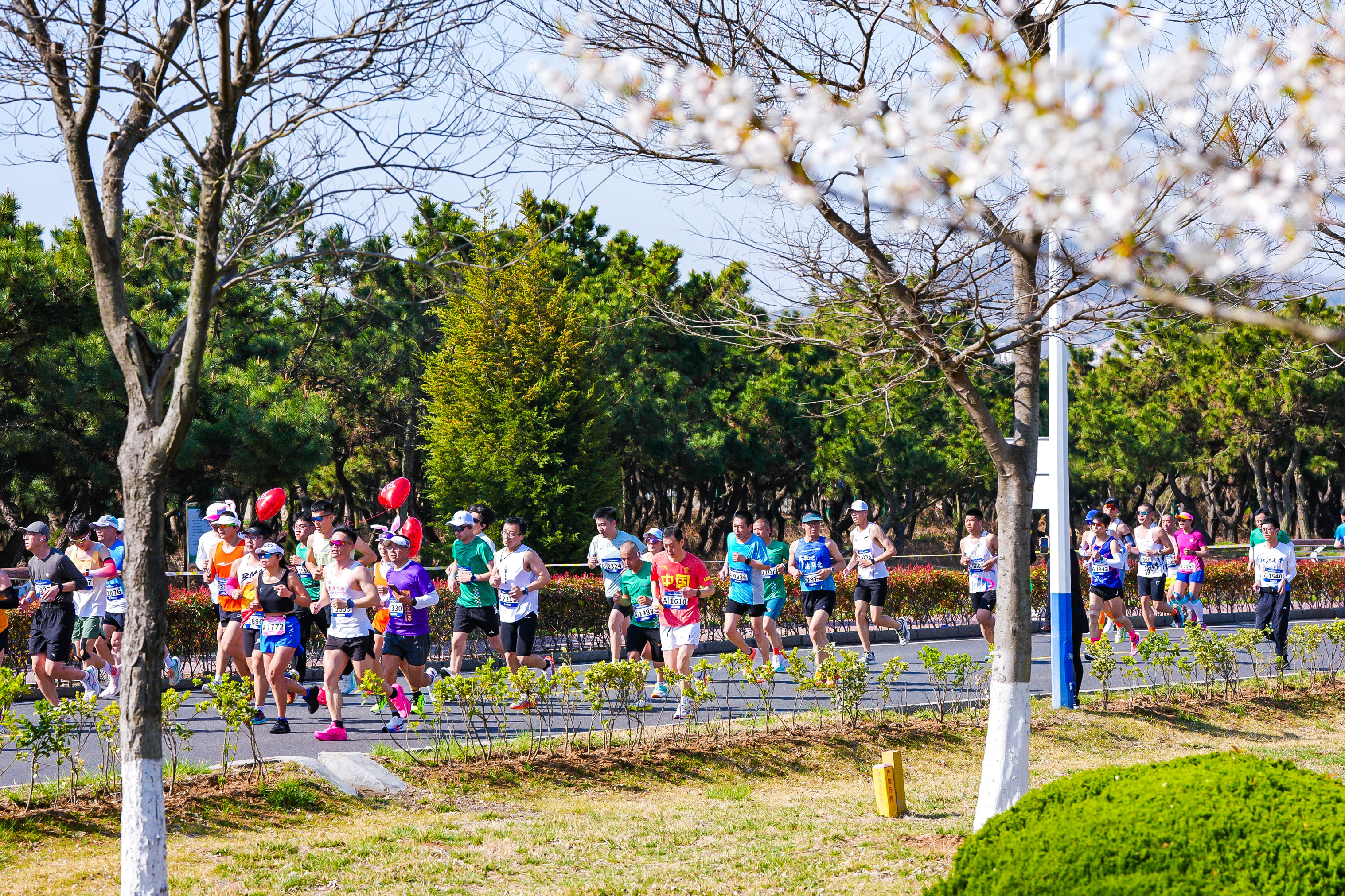 青发控股2025青岛西海岸半程马拉松鸣枪起跑！