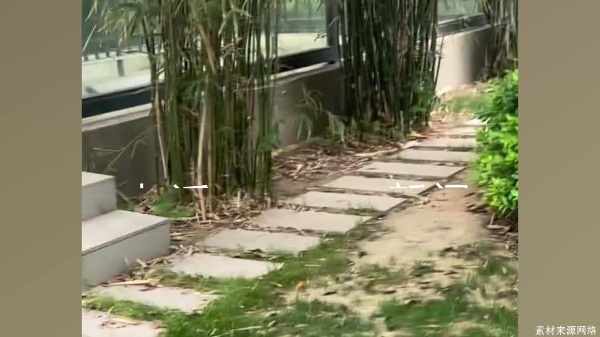 街头现密密麻麻“柳絮”状飞虫引不适，专家：对人体无害，戴上口罩，不必惊慌