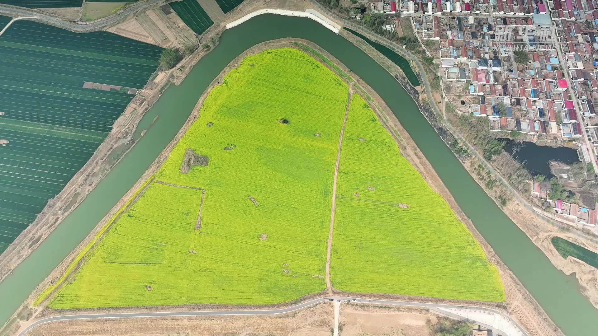 河北东光：金色花海映运河 油菜花开引客来