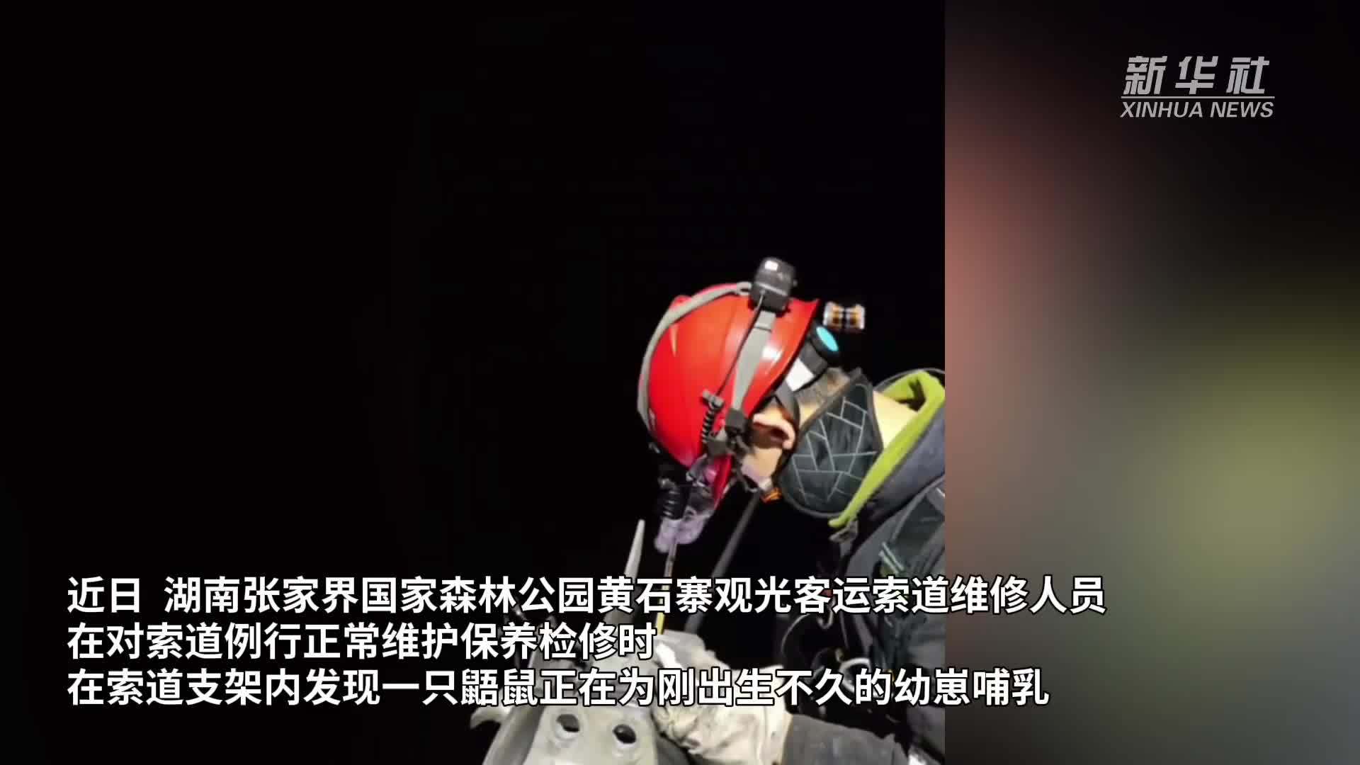 湖南张家界发现中国“三有”野生动物红白鼯鼠自然繁殖