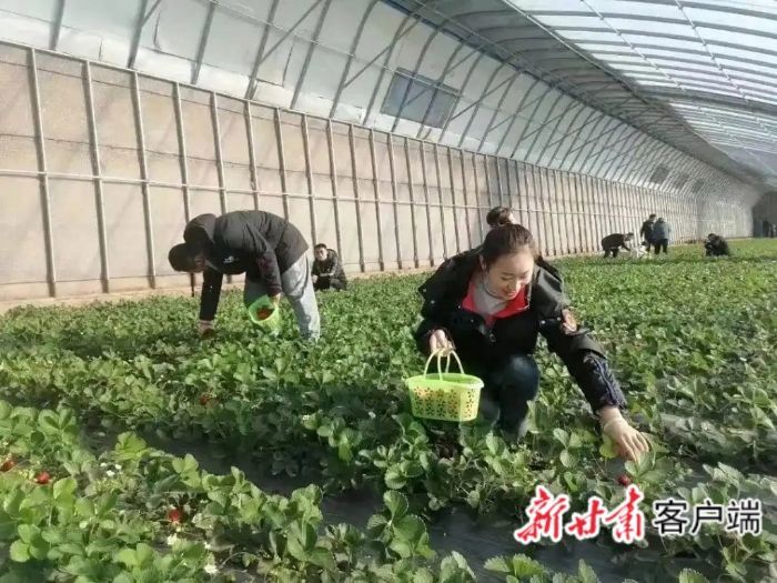 金昌川双湾镇陈家沟村的草莓大棚（金川区融媒体中心供图）