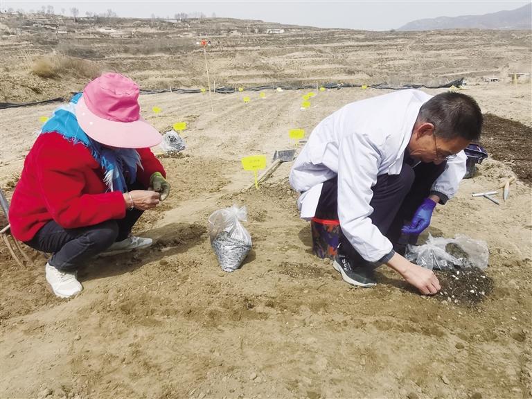 兰州市农研中心技术人员在榆中县百合基地大田定植试管苗
